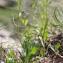  Marie  Portas - Achillea erba-rotta All.