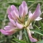  Marie  Portas - Trifolium alpinum L.