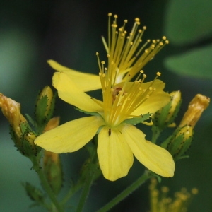  - Hypericum hirsutum L.