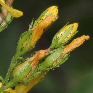  - Hypericum hirsutum L.