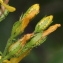  Marie  Portas - Hypericum hirsutum L.