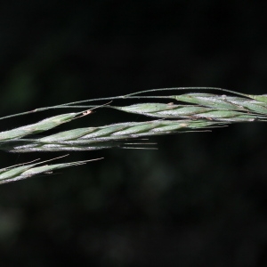 Bromus ramosus subsp. serotinus Bech. (Brome ramifié)