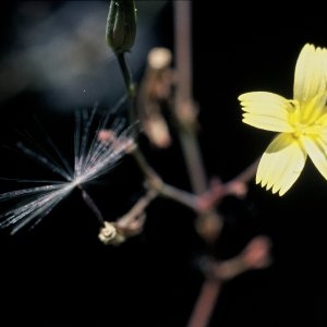 Photographie n°192818 du taxon Lactuca muralis (L.) Gaertn. [1791]