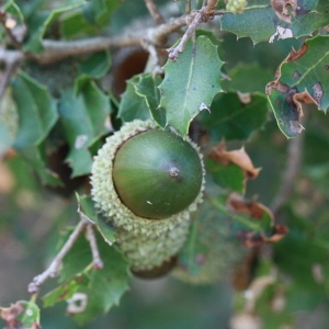 Photographie n°192828 du taxon Quercus coccifera L. [1753]