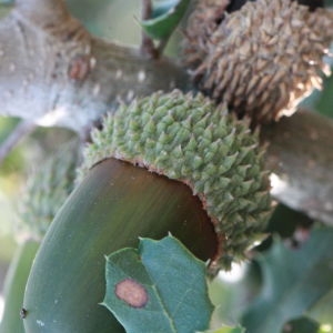 Photographie n°192834 du taxon Quercus coccifera L. [1753]