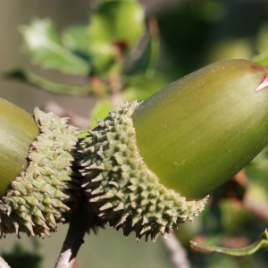 Photographie n°192847 du taxon Quercus coccifera L. [1753]