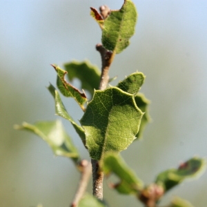 Photographie n°192851 du taxon Quercus coccifera L. [1753]