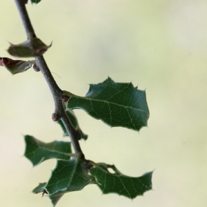 Photographie n°192855 du taxon Quercus coccifera L. [1753]