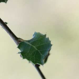 Photographie n°192858 du taxon Quercus coccifera L. [1753]