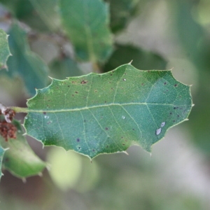 Photographie n°192860 du taxon Quercus coccifera L. [1753]