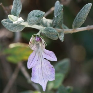 Photographie n°192869 du taxon Teucrium fruticans L. [1753]