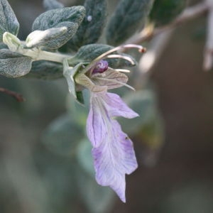 Photographie n°192870 du taxon Teucrium fruticans L. [1753]