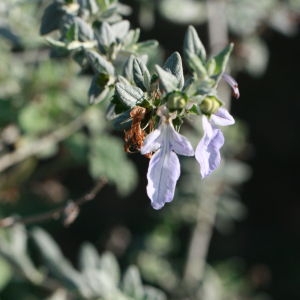 Photographie n°192872 du taxon Teucrium fruticans L. [1753]