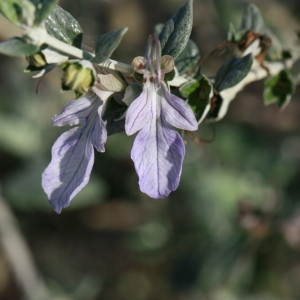 Photographie n°192873 du taxon Teucrium fruticans L. [1753]