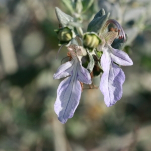 Photographie n°192874 du taxon Teucrium fruticans L. [1753]