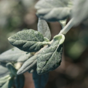 Photographie n°192877 du taxon Teucrium fruticans L. [1753]