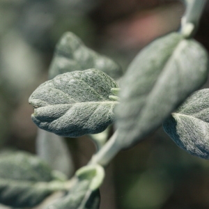 Photographie n°192878 du taxon Teucrium fruticans L. [1753]