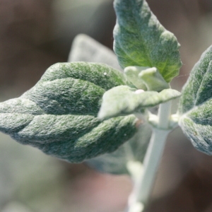 Photographie n°192879 du taxon Teucrium fruticans L. [1753]