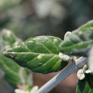 Photographie n°192882 du taxon Teucrium fruticans L. [1753]