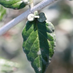 Photographie n°192883 du taxon Teucrium fruticans L. [1753]