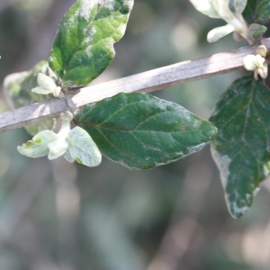 Photographie n°192885 du taxon Teucrium fruticans L. [1753]