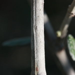 Photographie n°192887 du taxon Teucrium fruticans L. [1753]