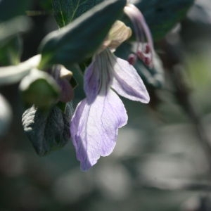 Photographie n°192888 du taxon Teucrium fruticans L. [1753]