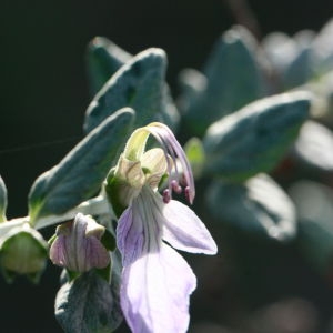 Photographie n°192889 du taxon Teucrium fruticans L. [1753]