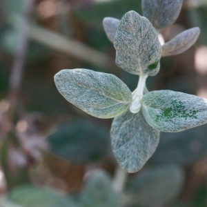 Photographie n°192892 du taxon Teucrium fruticans L. [1753]