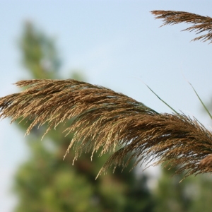 Photographie n°192918 du taxon Arundo mediterranea Danin [2004]