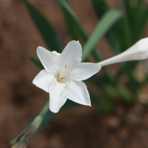 Photographie n°192965 du taxon Narcissus papyraceus Ker Gawl. [1806]