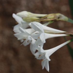 Photographie n°192966 du taxon Narcissus papyraceus Ker Gawl. [1806]