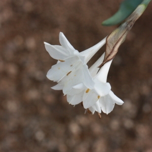 Photographie n°192967 du taxon Narcissus papyraceus Ker Gawl. [1806]