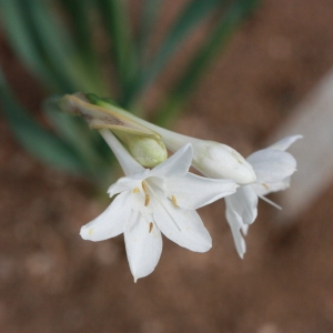 Photographie n°192972 du taxon Narcissus papyraceus Ker Gawl. [1806]