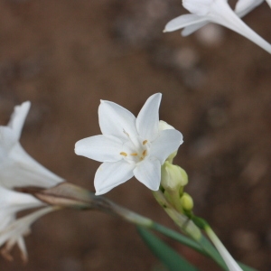Photographie n°192973 du taxon Narcissus papyraceus Ker Gawl. [1806]