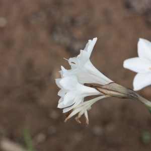 Photographie n°192974 du taxon Narcissus papyraceus Ker Gawl. [1806]