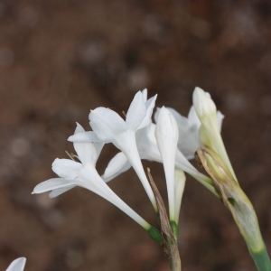 Photographie n°192975 du taxon Narcissus papyraceus Ker Gawl. [1806]