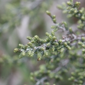 Photographie n°192996 du taxon Artemisia herba-alba Asso [1779]