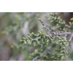 Artemisia herba-alba Asso (Armoise Herbe blanche)