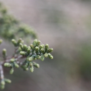 Photographie n°192998 du taxon Artemisia herba-alba Asso [1779]