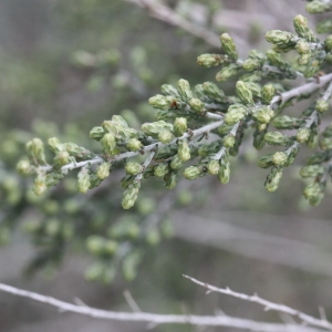 Photographie n°192999 du taxon Artemisia herba-alba Asso [1779]