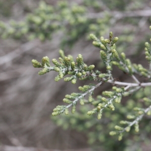 Photographie n°193000 du taxon Artemisia herba-alba Asso [1779]