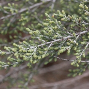 Photographie n°193001 du taxon Artemisia herba-alba Asso [1779]