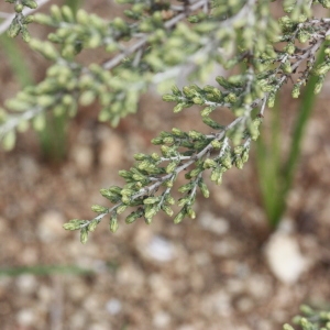 Photographie n°193004 du taxon Artemisia herba-alba Asso [1779]