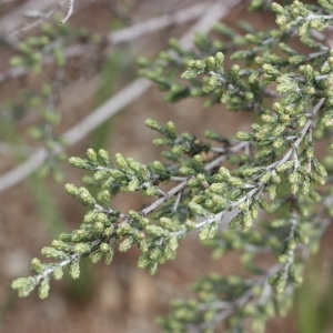Photographie n°193005 du taxon Artemisia herba-alba Asso [1779]