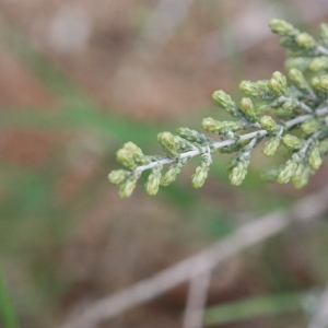 Photographie n°193006 du taxon Artemisia herba-alba Asso [1779]