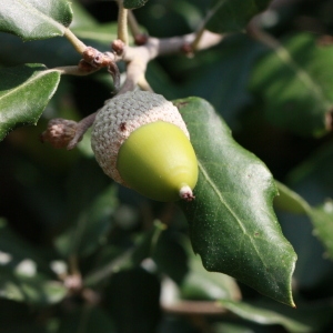 Photographie n°193043 du taxon Quercus ilex L. [1753]