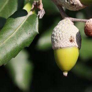 Photographie n°193048 du taxon Quercus ilex L. [1753]