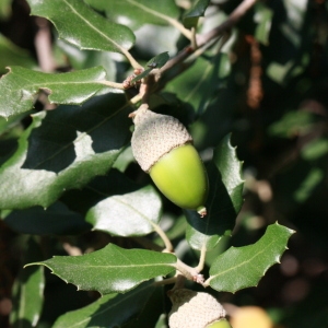 Photographie n°193049 du taxon Quercus ilex L. [1753]