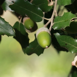 Photographie n°193050 du taxon Quercus ilex L. [1753]